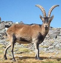 படிமம்:Spanish ibex.jpg