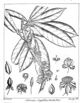 படிமம்:Ochrocarpus longifolius Govindoo.jpg