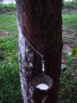 படிமம்:Latex dripping.JPG